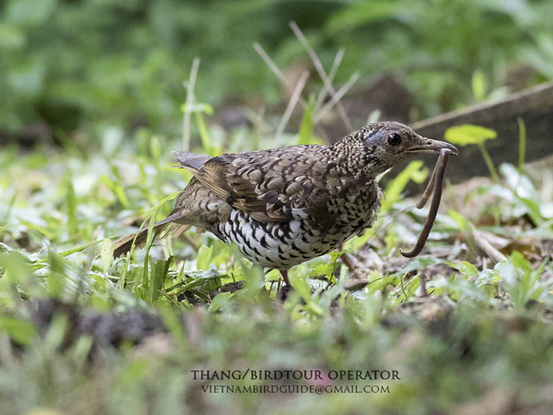 Birds of South East Asia
