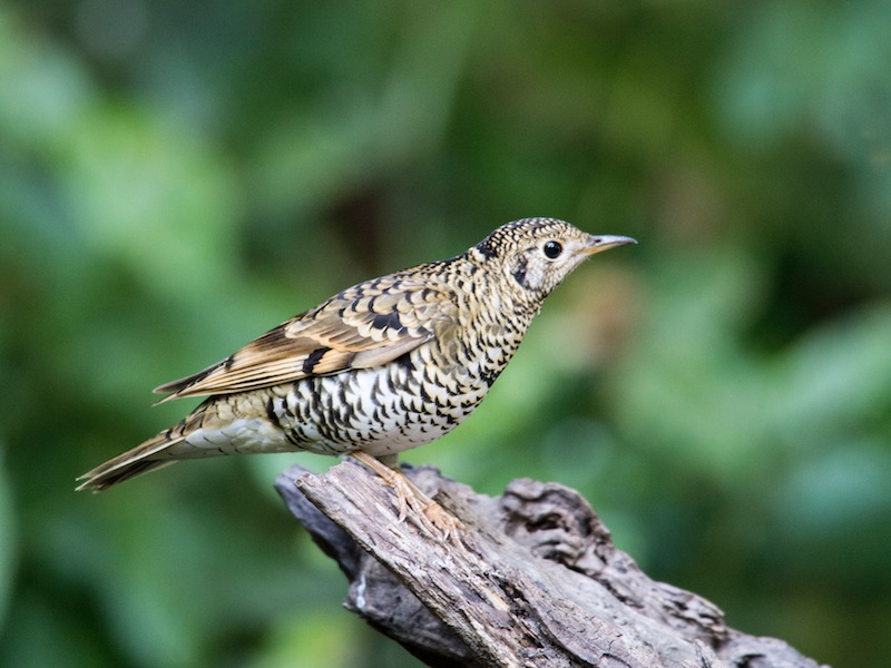 Birds of South East Asia