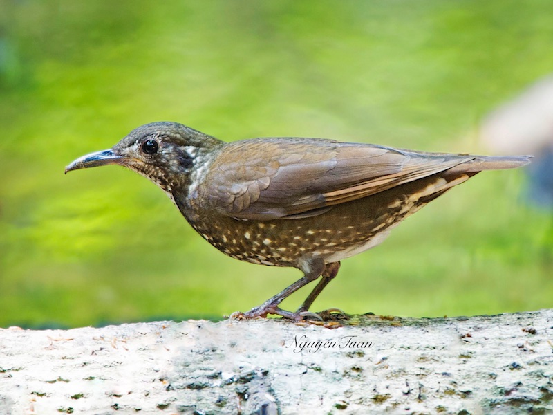 Birds of South East Asia