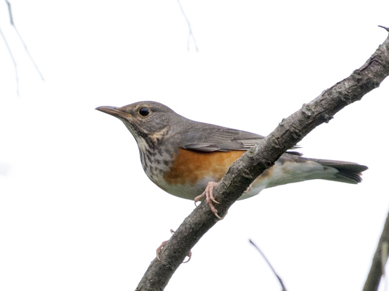 Birds of South East Asia