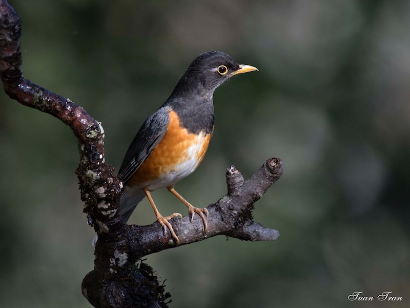 Birds of South East Asia