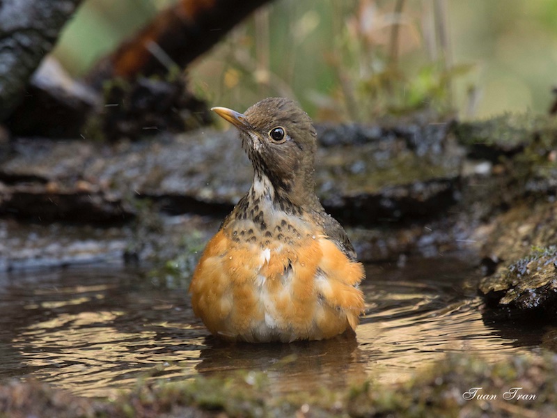 Birds of South East Asia
