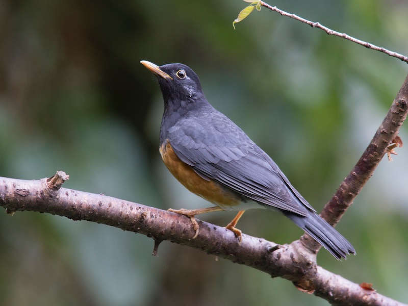 Birds of South East Asia
