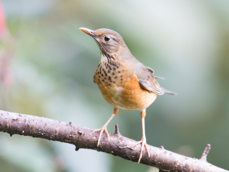 Birds of South East Asia