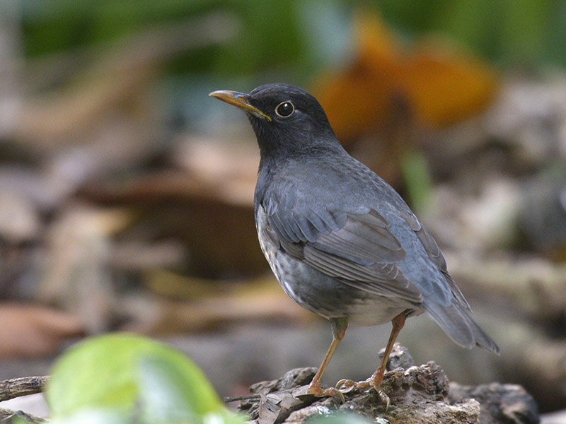 Birds of South East Asia