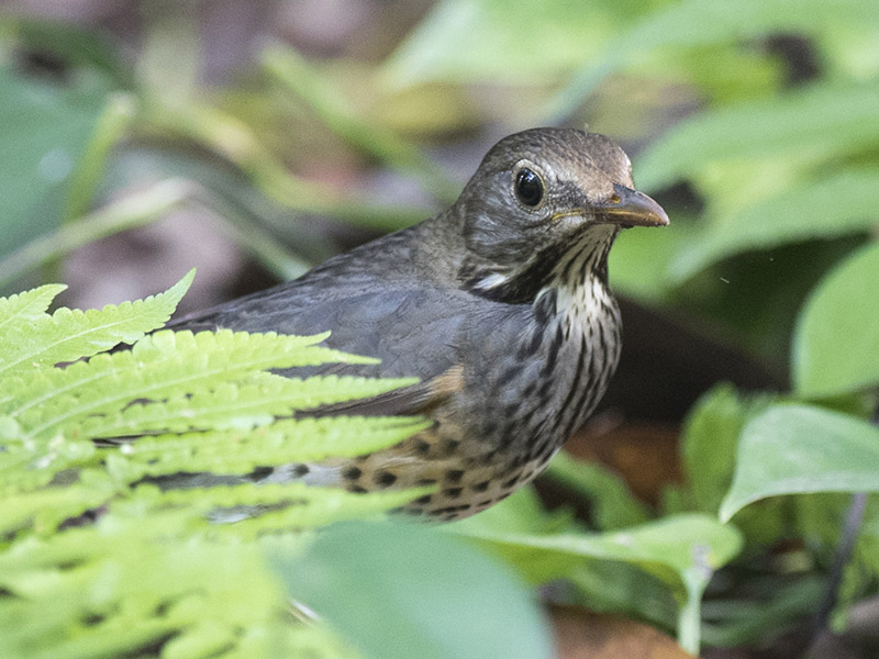 Birds of South East Asia