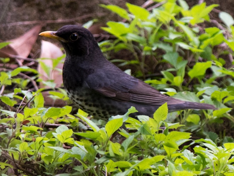 Birds of South East Asia