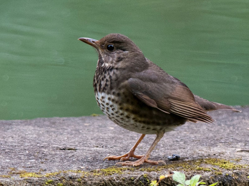 Birds of South East Asia