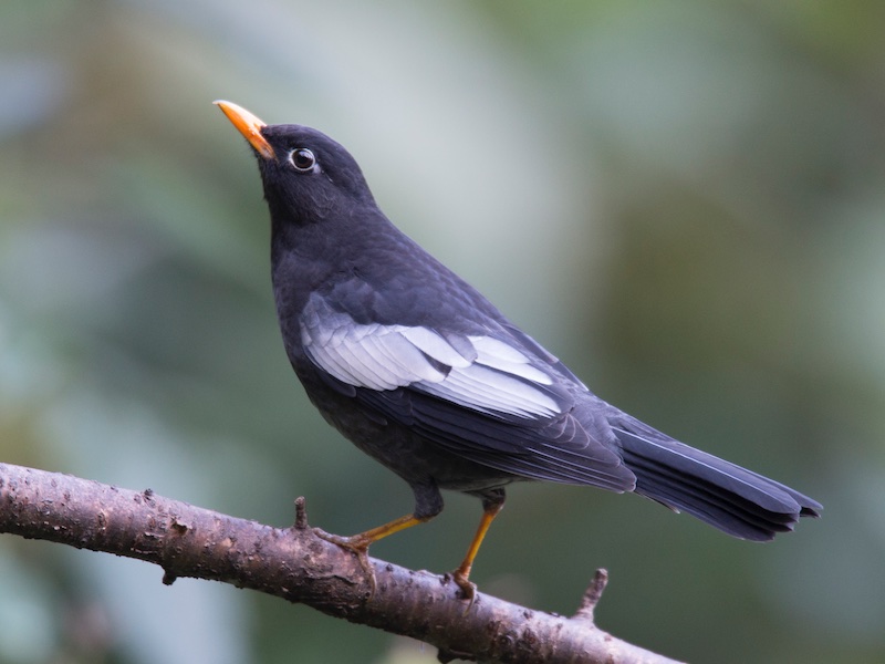 Birds of South East Asia