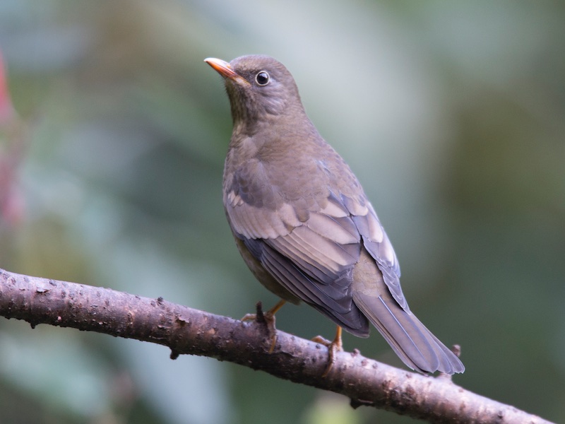 Birds of South East Asia