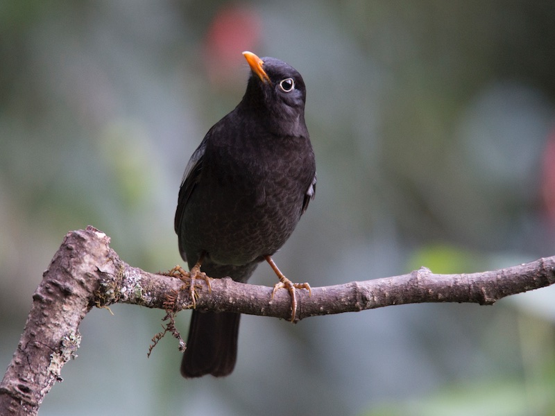 Birds of South East Asia