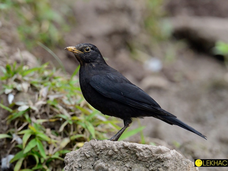 Birds of South East Asia