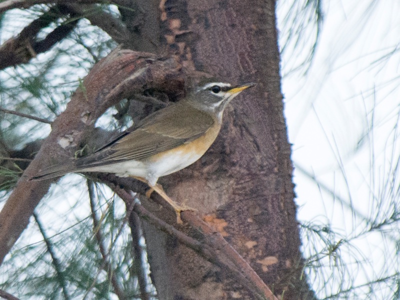 Birds of South East Asia
