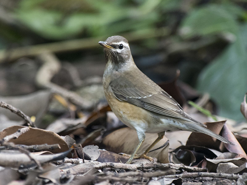 Birds of South East Asia