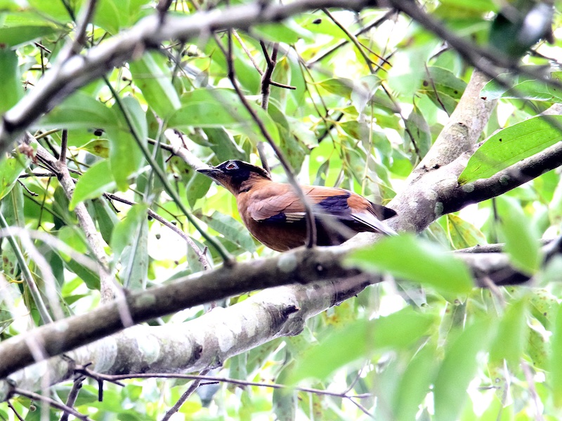 Birds of South East Asia