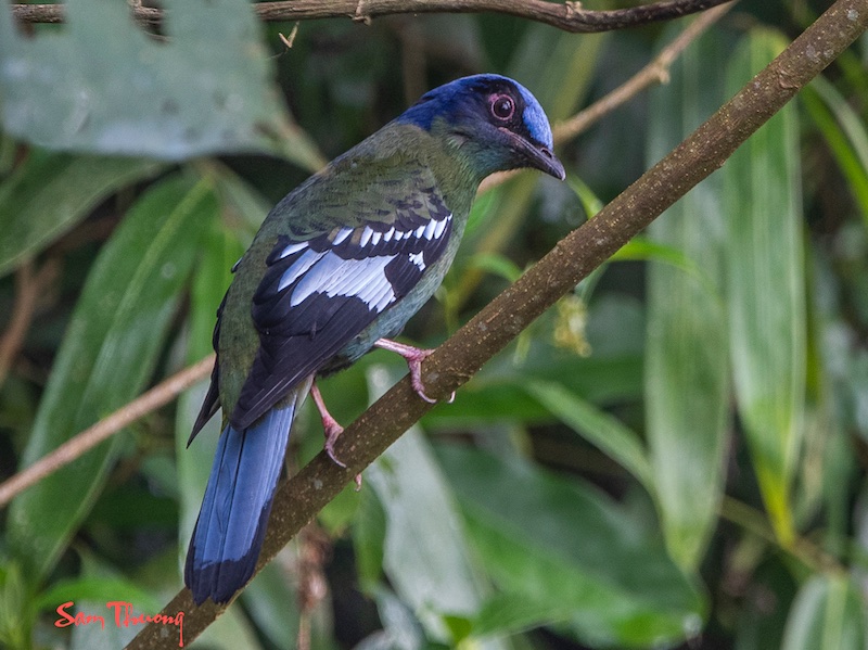 Birds of South East Asia