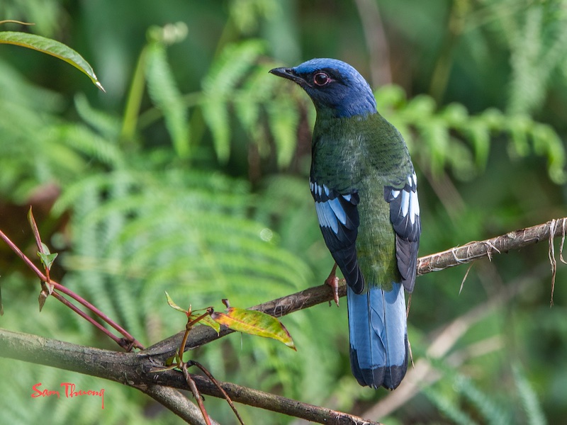 Birds of South East Asia