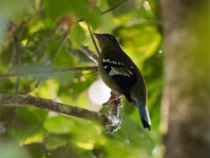 Birds of South East Asia
