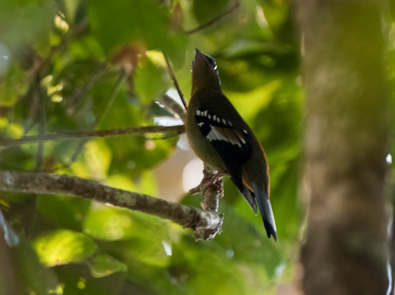 Birds of South East Asia