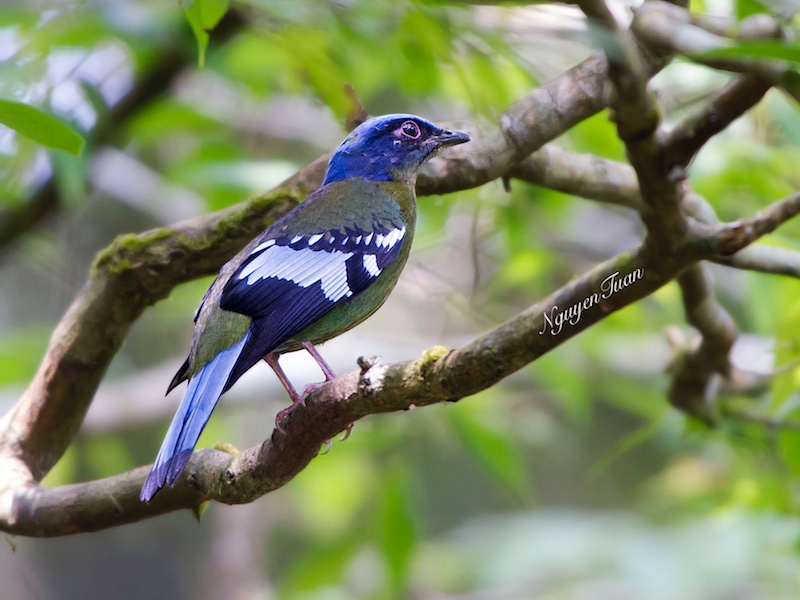 Birds of South East Asia
