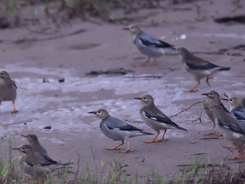 Birds of South East Asia