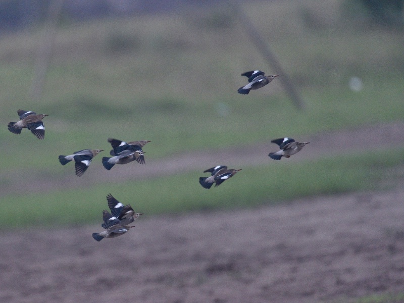 Birds of South East Asia