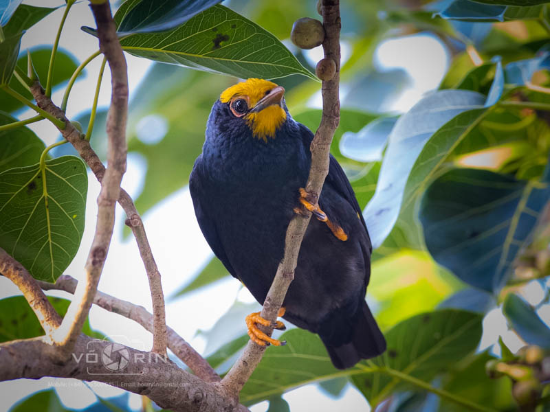 Birds of South East Asia