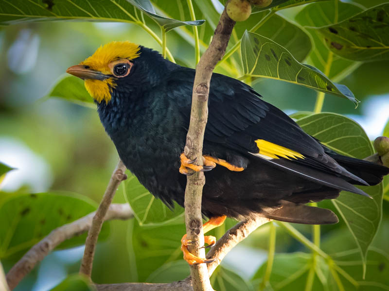 Birds of South East Asia