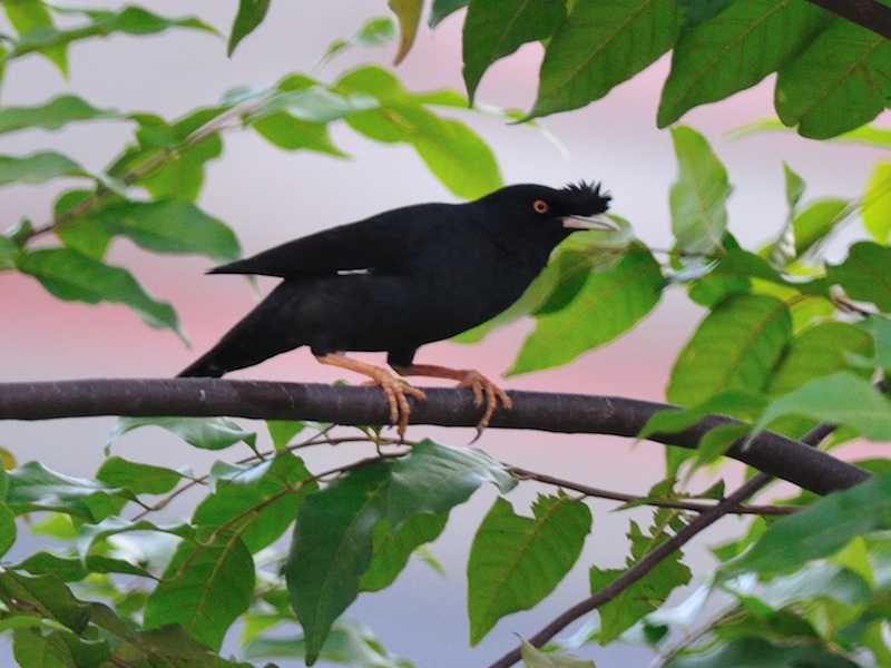 Birds of South East Asia