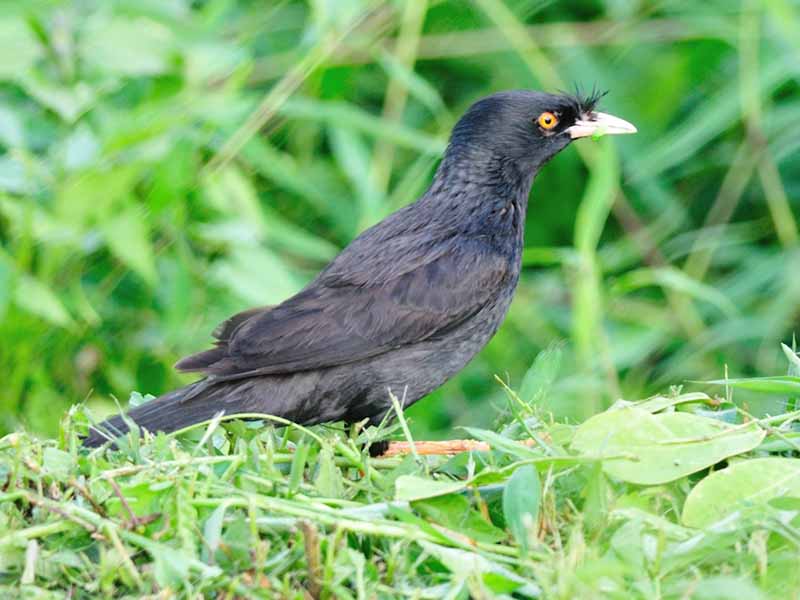 Birds of South East Asia