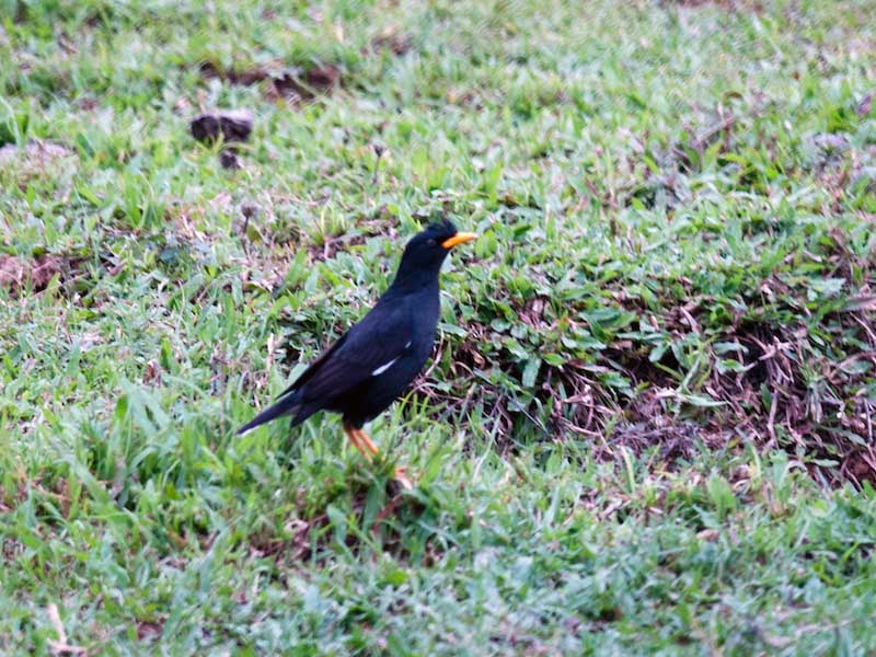 Birds of South East Asia