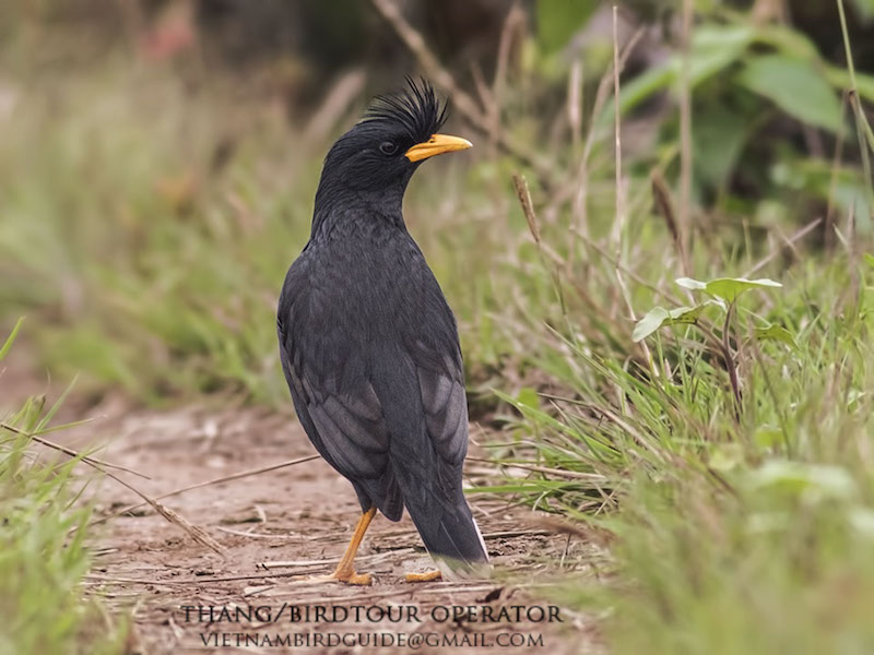 Birds of South East Asia