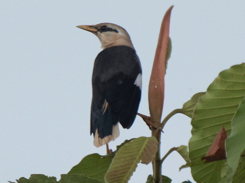 Birds of South East Asia