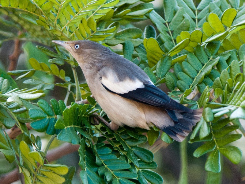 Birds of South East Asia
