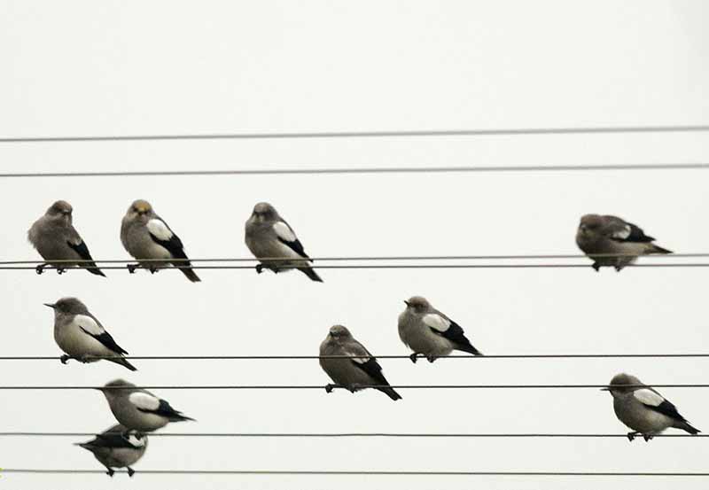 Birds of South East Asia