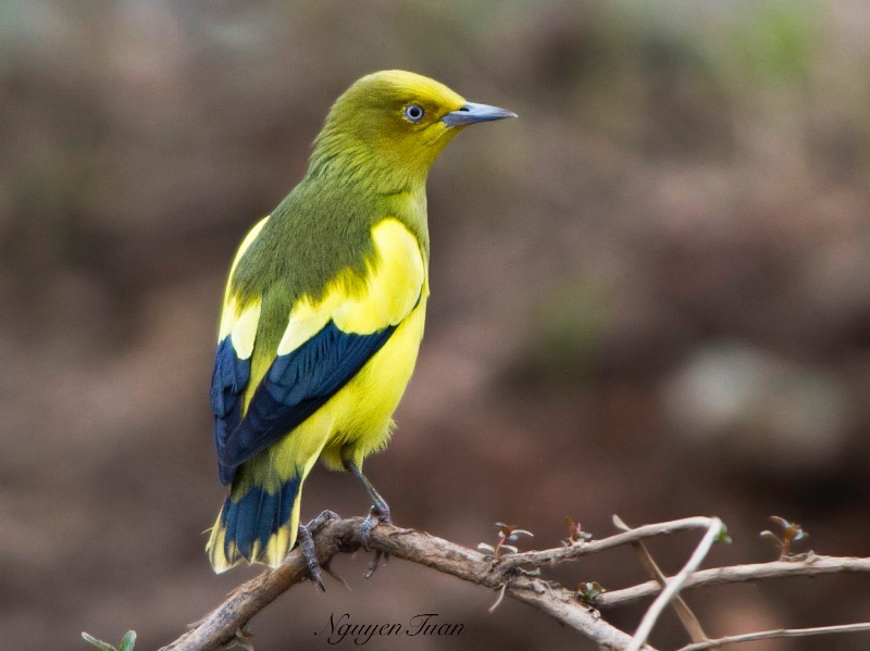 Birds of South East Asia