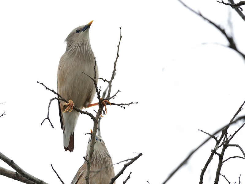 Birds of South East Asia