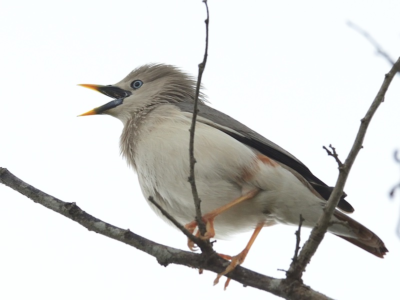 Birds of South East Asia