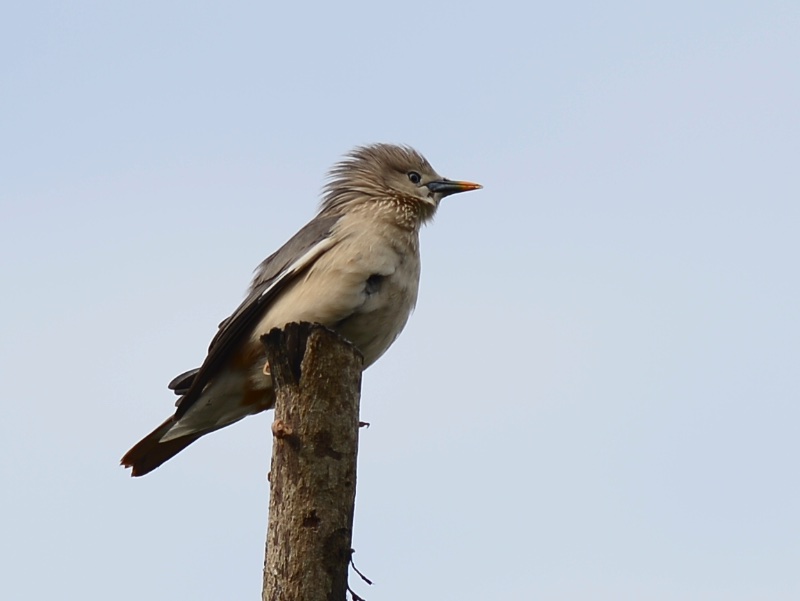 Birds of South East Asia