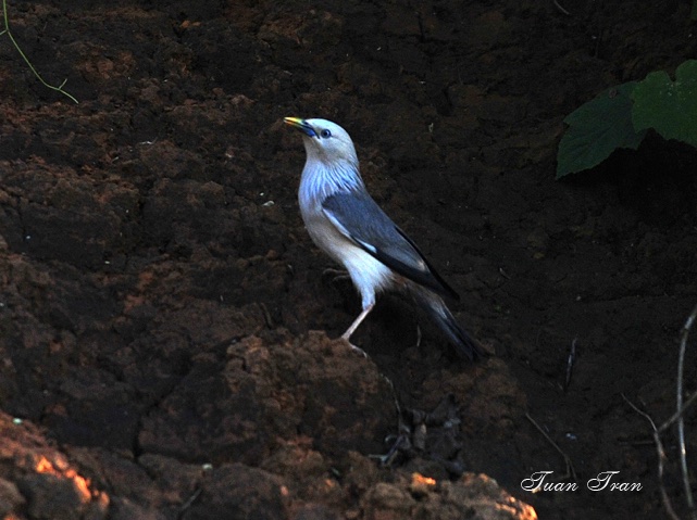 Birds of South East Asia