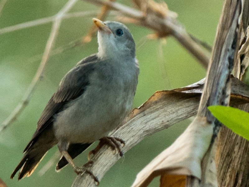 Birds of South East Asia