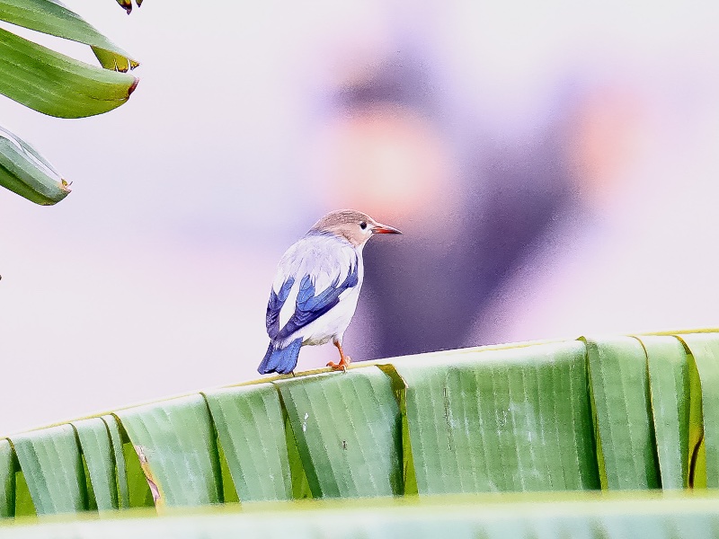 Birds of South East Asia