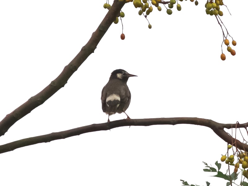 Birds of South East Asia