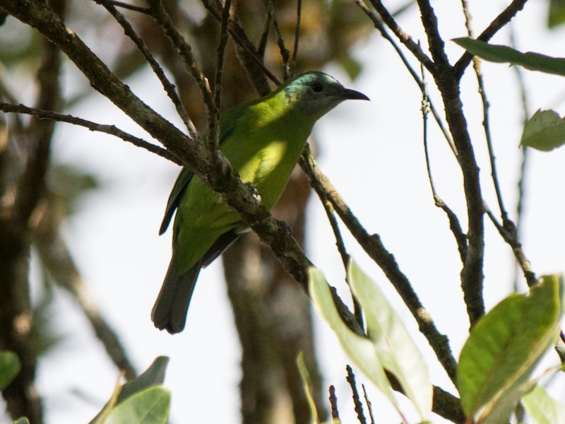 Birds of South East Asia