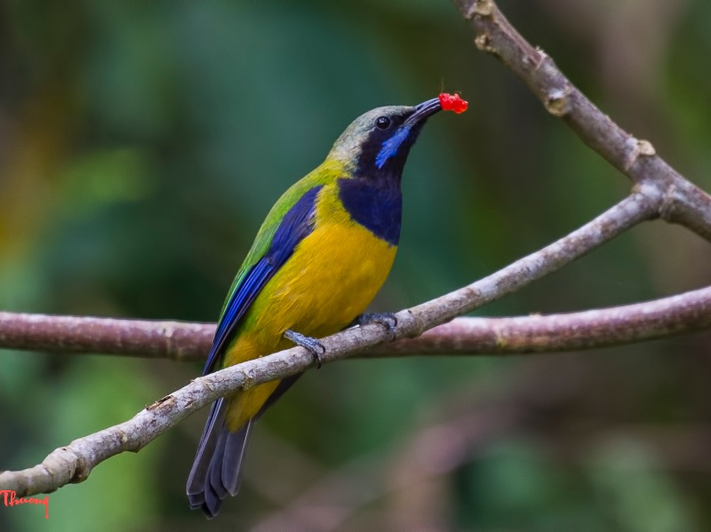 Birds of South East Asia
