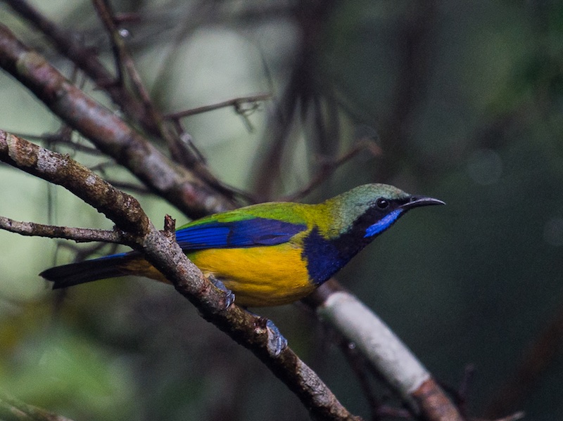 Birds of South East Asia