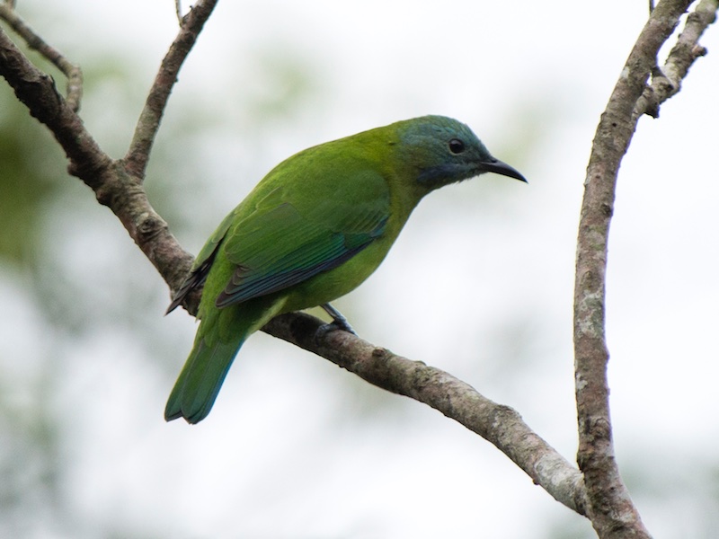 Birds of South East Asia