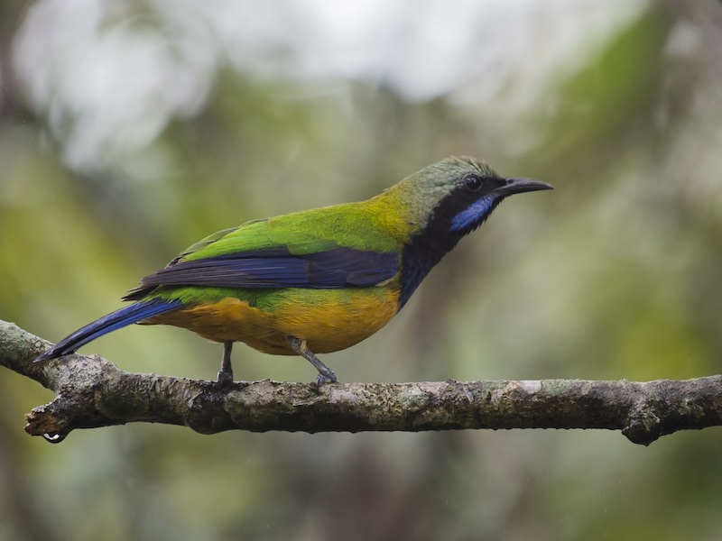 Birds of South East Asia