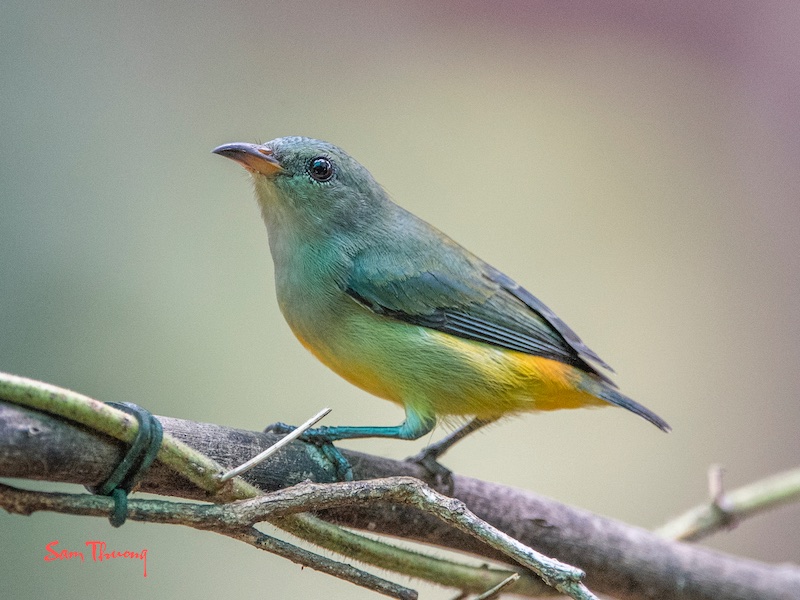 Birds of South East Asia