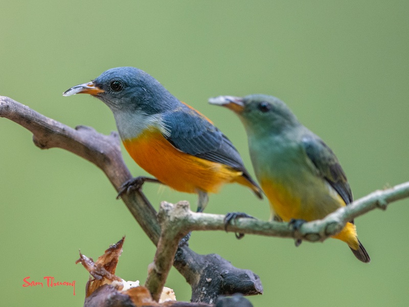 Birds of South East Asia